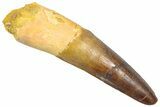 Fossil Spinosaurus Tooth - Real Dinosaur Tooth #361288-1